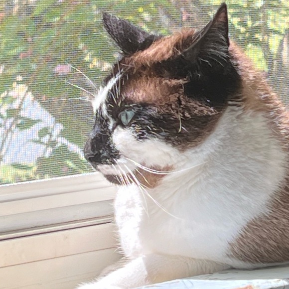 LIVE SHOWS | LIKE THIS POST TO GET NOTIFIED WHEN IM LIVE - Picture 4 of 8